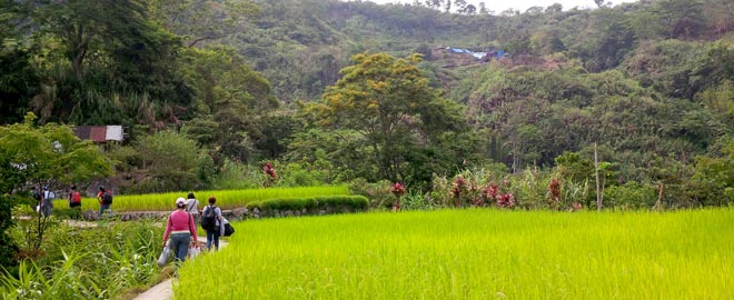 Guinaang rice paddies
